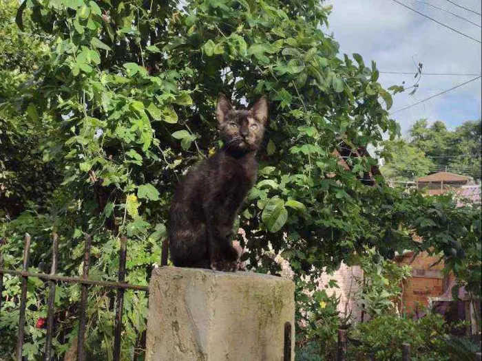 Gato ra a Indefinida idade 7 a 11 meses nome Misha