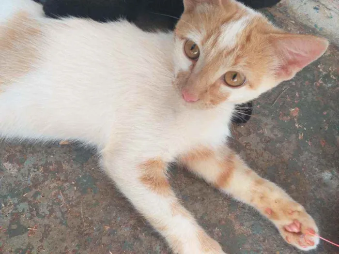 Gato ra a  idade 2 a 6 meses nome Não sei