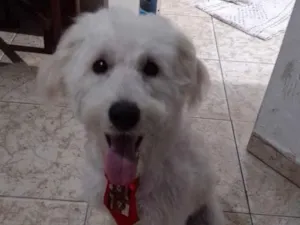 Cachorro raça Mestiço de poodle idade 2 a 6 meses nome Lupy