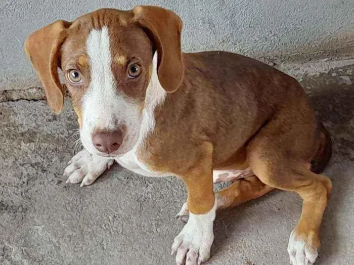 Cachorro ra a Não sei  idade 2 a 6 meses nome Scooby-doo e betoven