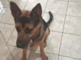 Apolo
