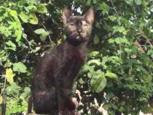 Gato raça Indefinida idade 7 a 11 meses nome Misha