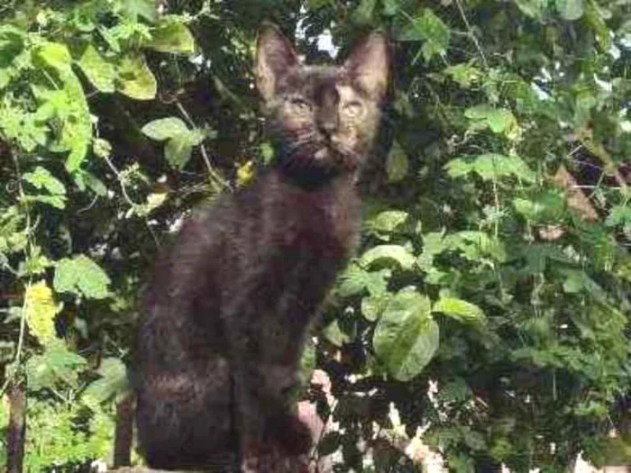Gato ra a Indefinida idade 7 a 11 meses nome Misha