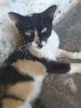 Não tem