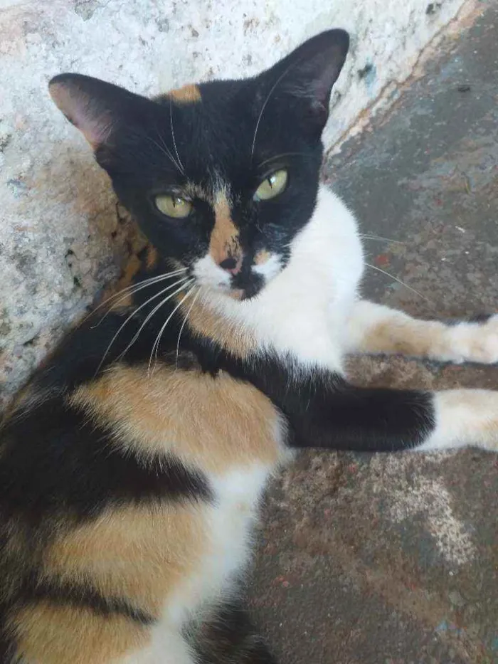 Gato ra a  idade 2 anos nome Não tem