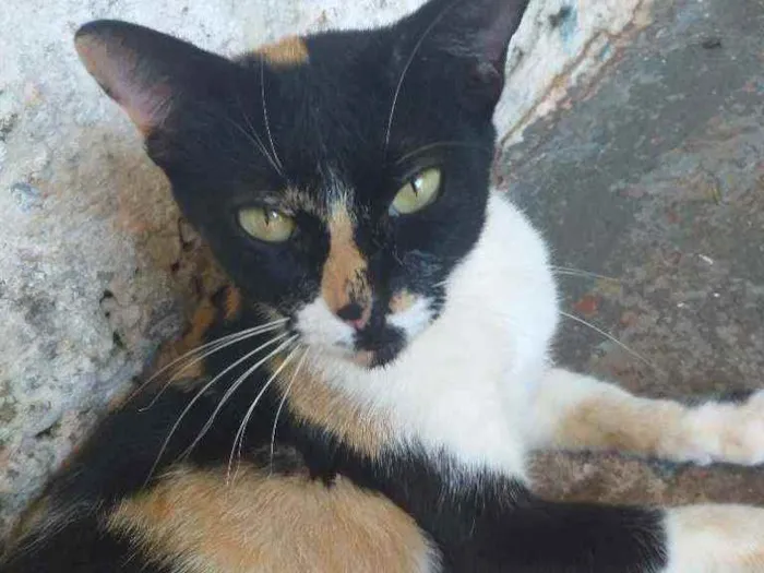 Gato ra a  idade 2 anos nome Não tem