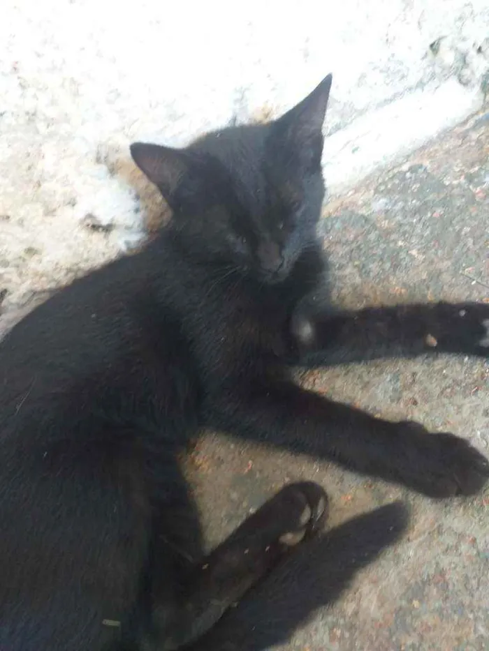 Gato ra a  idade 2 a 6 meses nome Não sei
