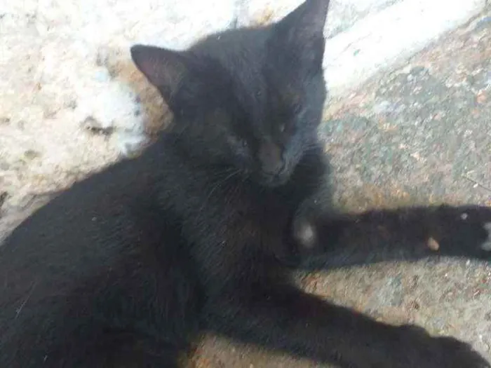 Gato ra a  idade 2 a 6 meses nome Não sei