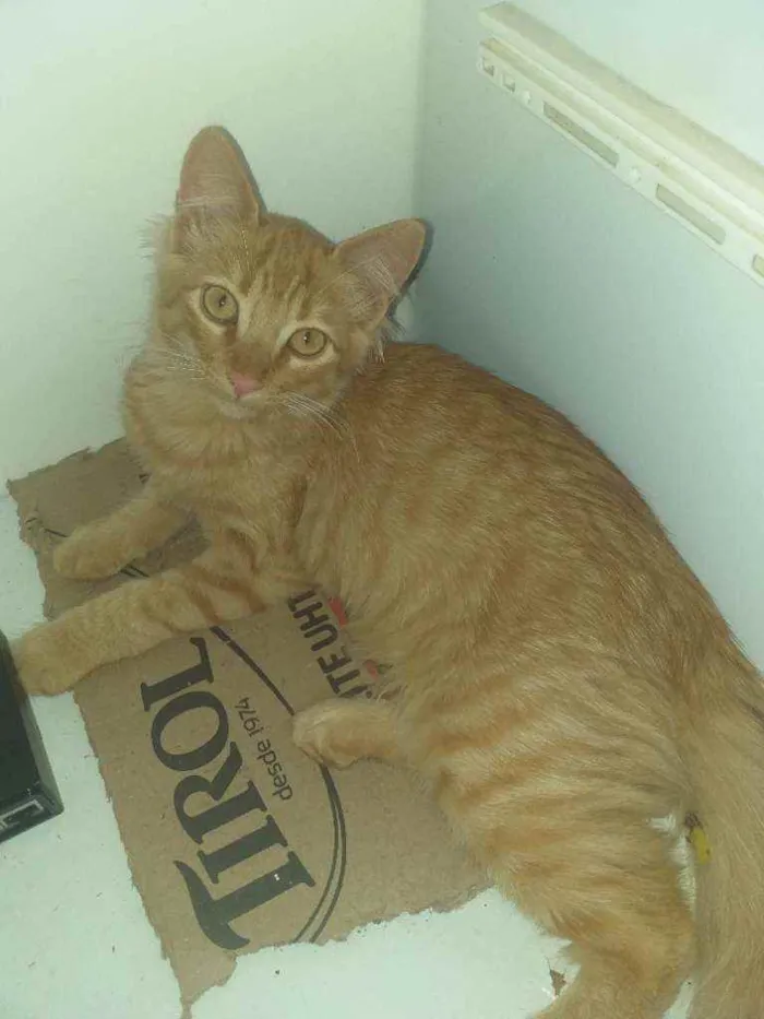 Gato ra a  idade 2 a 6 meses nome Sem