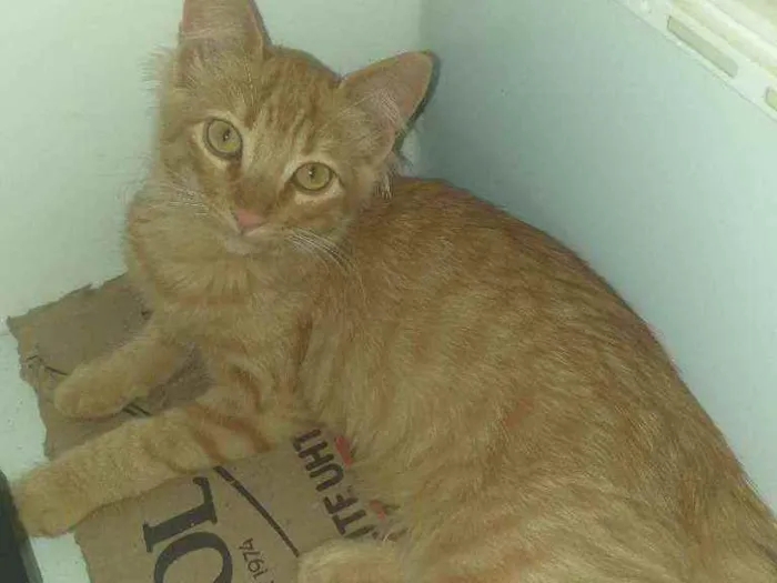 Gato ra a  idade 2 a 6 meses nome Sem