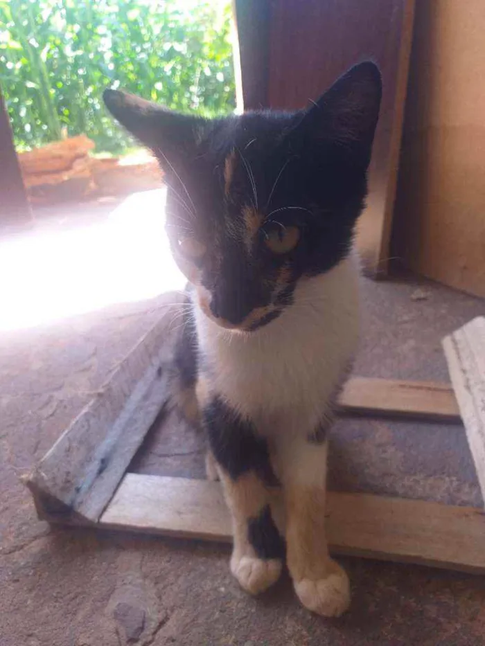 Gato ra a  idade 2 a 6 meses nome Sem nome