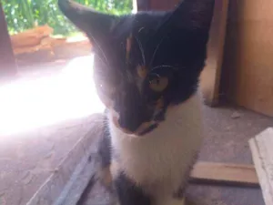 Gato raça  idade 2 a 6 meses nome Sem nome