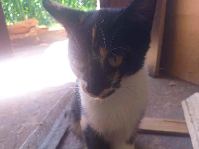 Gato ra a  idade 2 a 6 meses nome Sem nome