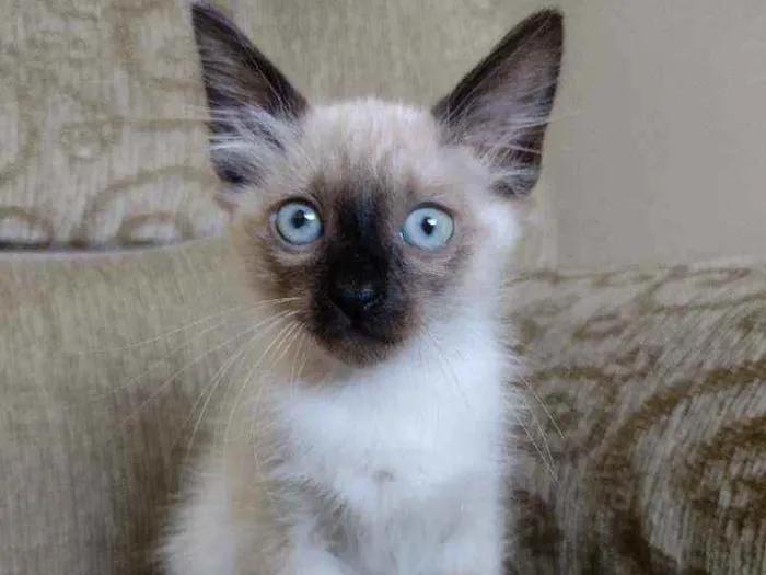 Gato ra a SRD idade Abaixo de 2 meses nome Sem nomes