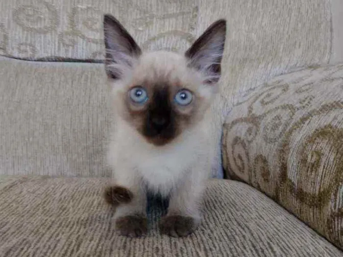 Gato ra a SRD idade Abaixo de 2 meses nome Sem nomes