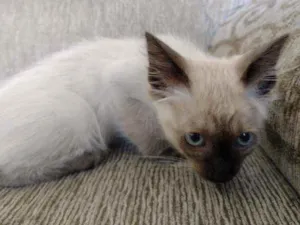 Gato raça SRD idade Abaixo de 2 meses nome Sem nomes