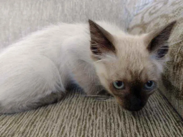 Gato ra a SRD idade Abaixo de 2 meses nome Sem nomes