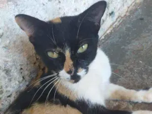 Gato raça  idade 2 anos nome Não tem