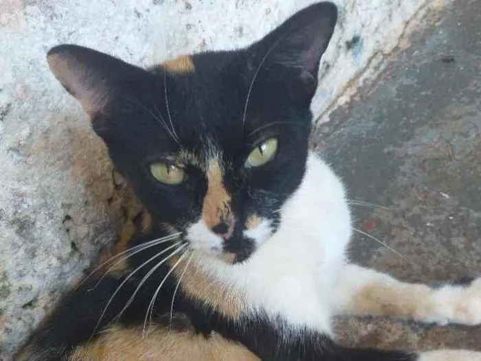 Gato ra a  idade 2 anos nome Não tem
