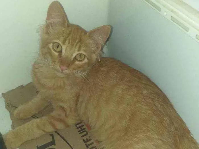 Gato ra a  idade 2 a 6 meses nome Sem