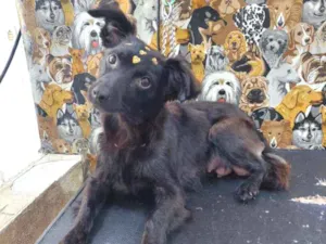 Cachorro raça Srd idade 1 ano nome Xuxa