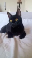 Amora