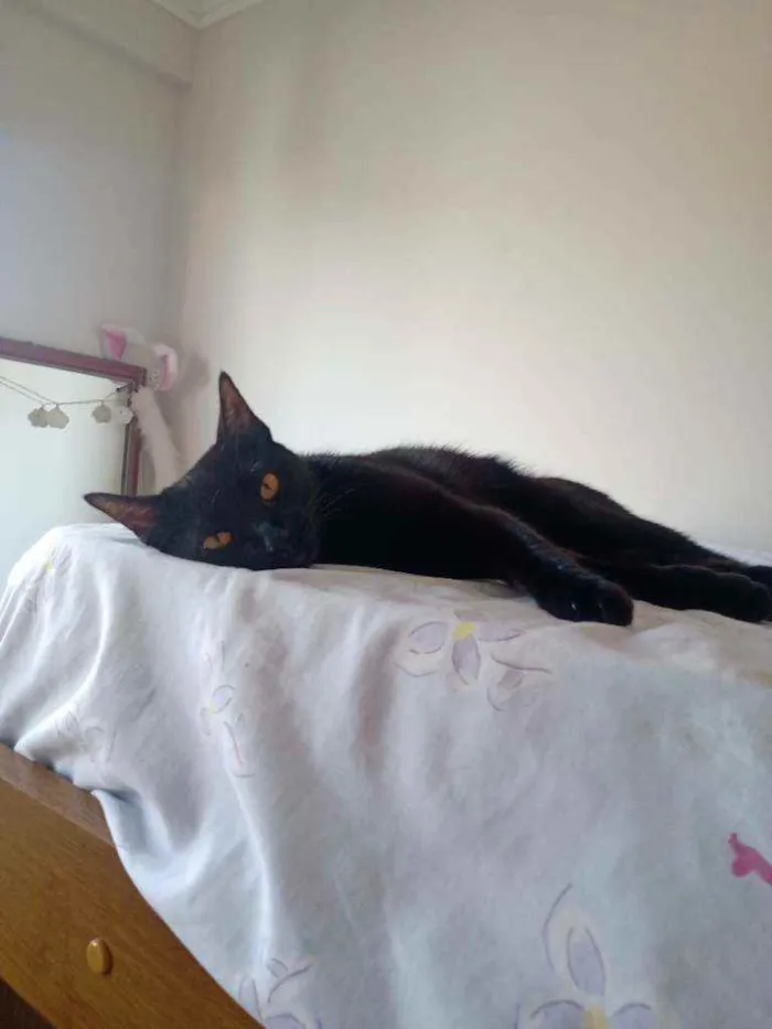Gato ra a Não tem idade 1 ano nome Amora