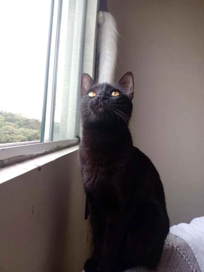 Gato ra a Não tem idade 1 ano nome Amora