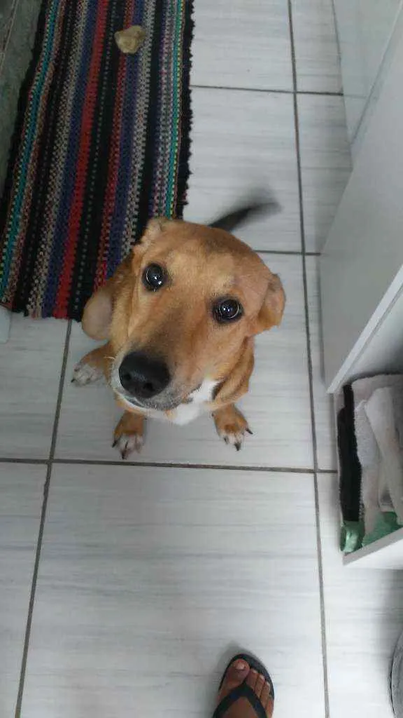 Cachorro ra a Vira lata idade 7 a 11 meses nome Maria