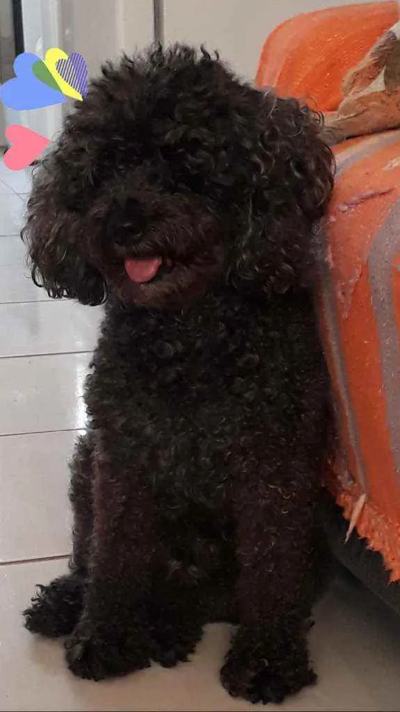 Cachorro ra a Poodle Toy idade 5 anos nome Nêro GRATIFICA