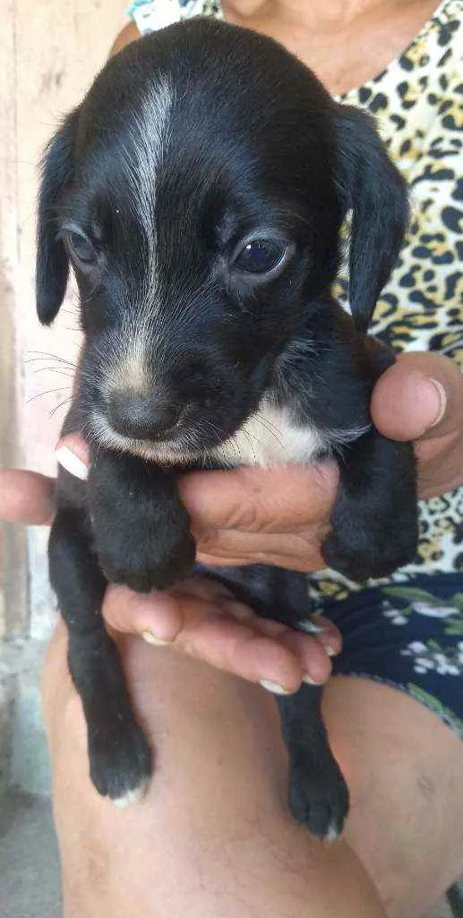 Cachorro ra a Srd idade 2 a 6 meses nome -
