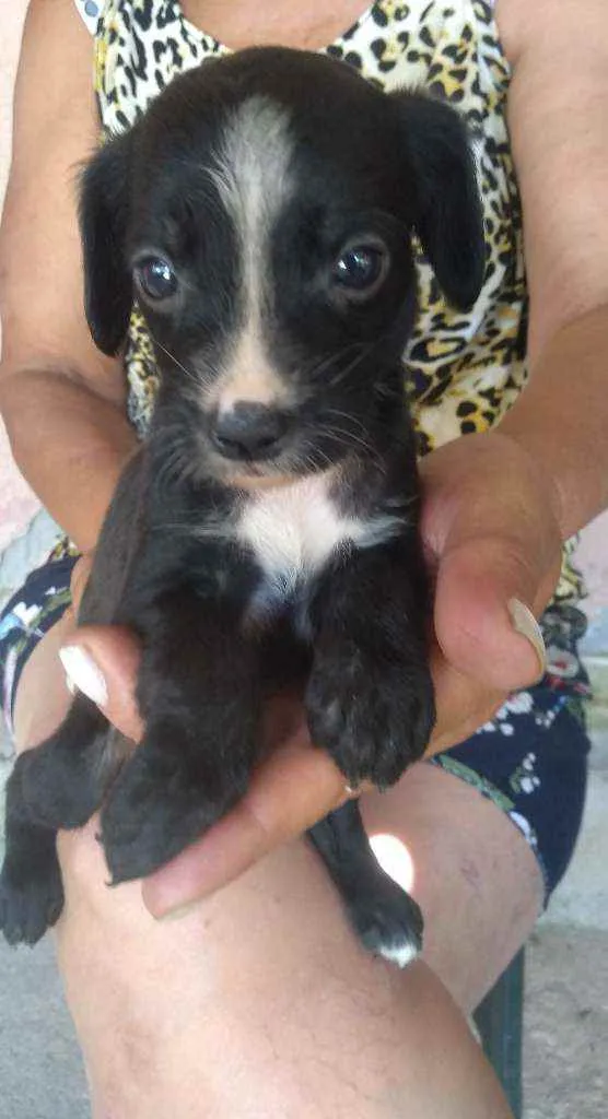 Cachorro ra a Srd idade 2 a 6 meses nome -