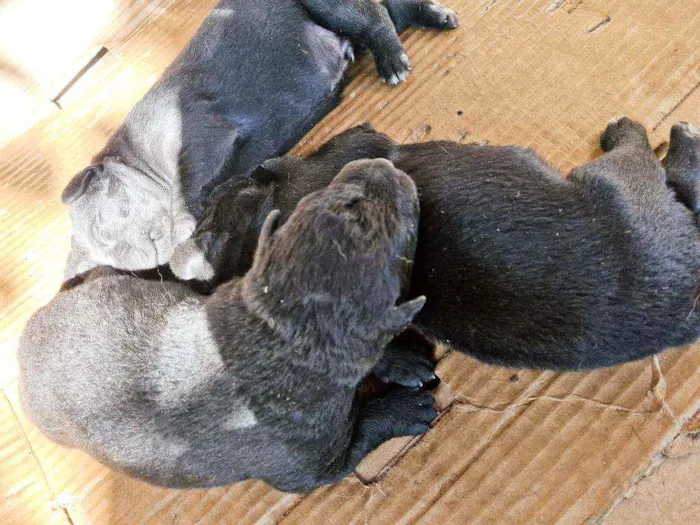 Cachorro ra a Vira lata idade 2 anos nome Pretinha