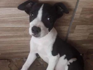 Cachorro raça Mistura de pit bul idade 2 a 6 meses nome Lorena