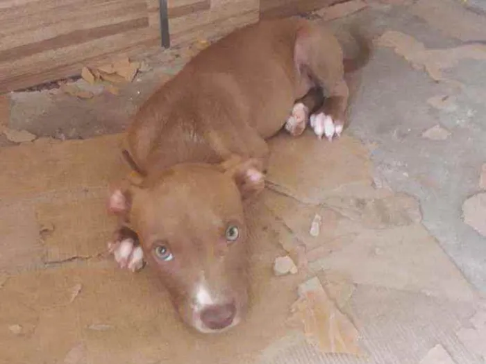 Cachorro ra a Mistura de pit bul idade 2 a 6 meses nome Thomas 