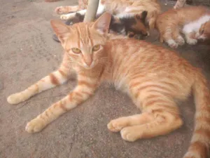 Gato raça Sem raça idade 2 a 6 meses nome Sem nome