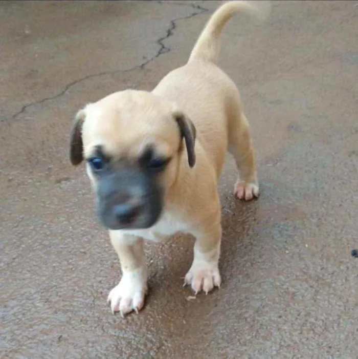 Cachorro ra a RND idade Abaixo de 2 meses nome Pietra e Sofia