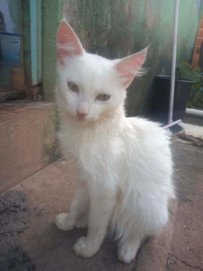 Gato ra a Sem raça idade 2 a 6 meses nome Sem nome