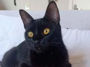 Gato raça Não tem idade 1 ano nome Amora