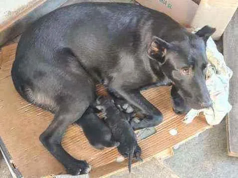 Cachorro ra a Vira lata idade 2 anos nome Pretinha