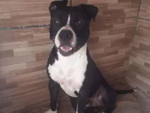 Cachorro raça Pit buul  idade 1 ano nome Logan