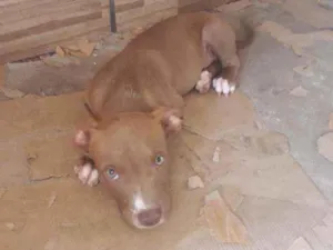 Cachorro raça Mistura de pit bul idade 2 a 6 meses nome Thomas 