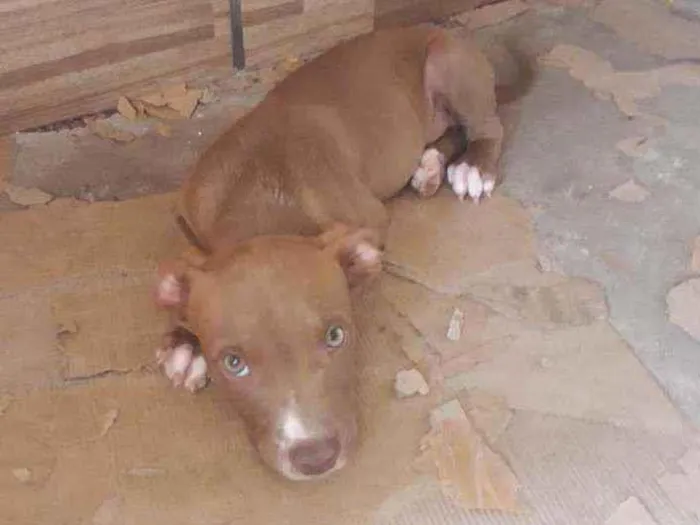 Cachorro ra a Mistura de pit bul idade 2 a 6 meses nome Thomas 