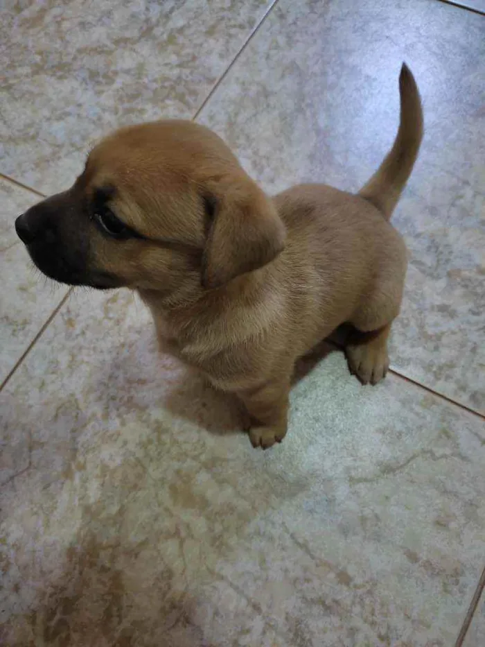 Cachorro ra a RND idade Abaixo de 2 meses nome Sofia