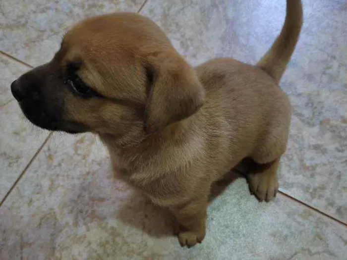 Cachorro ra a RND idade Abaixo de 2 meses nome Sofia