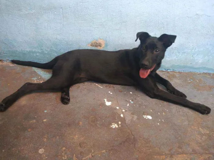 Cachorro ra a Labrador com vira-lata idade 2 a 6 meses nome Sky