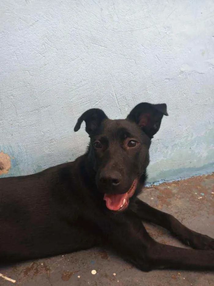 Cachorro ra a Labrador com vira-lata idade 2 a 6 meses nome Sky