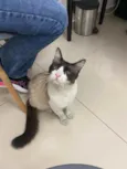 Tobias