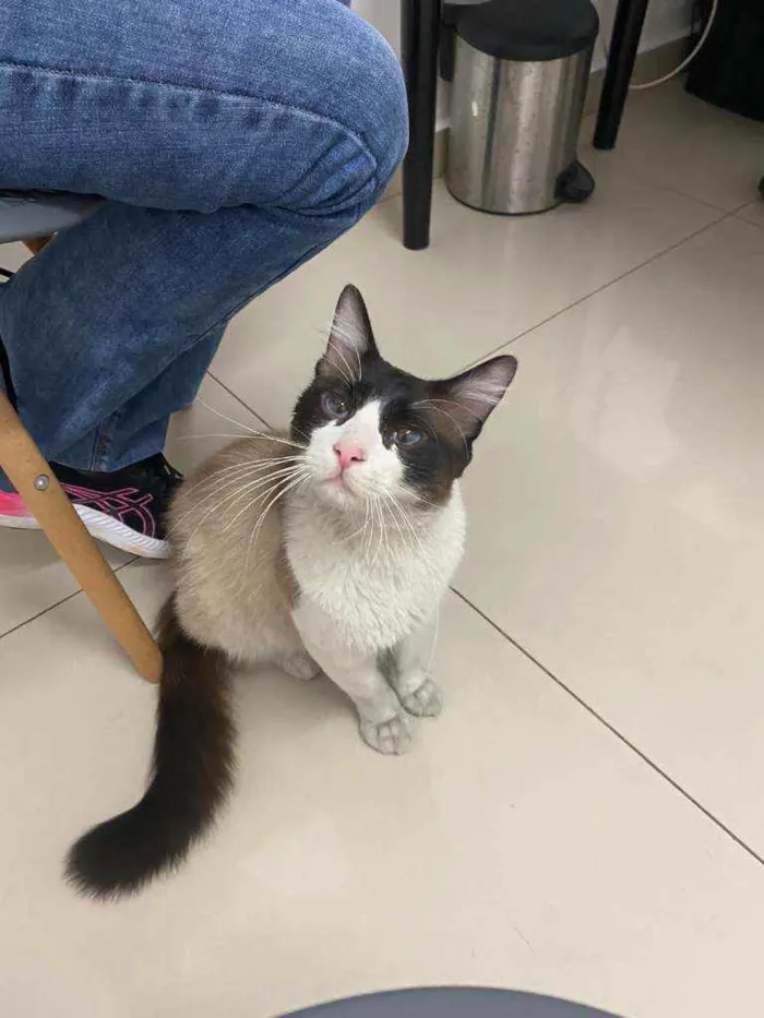 Gato ra a SRD idade 2 anos nome Tobias
