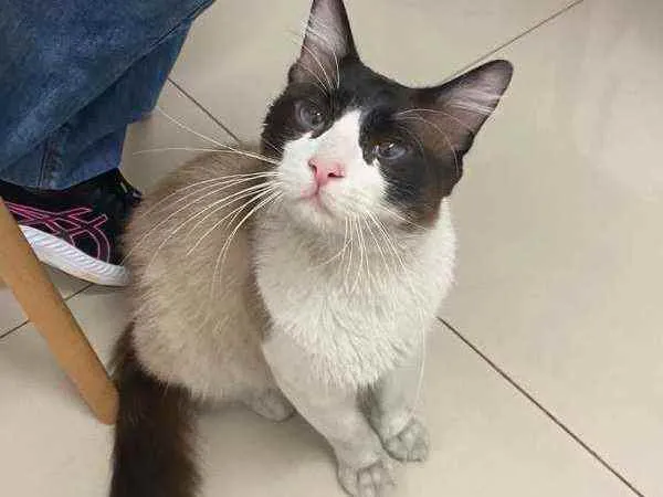 Gato ra a SRD idade 2 anos nome Tobias